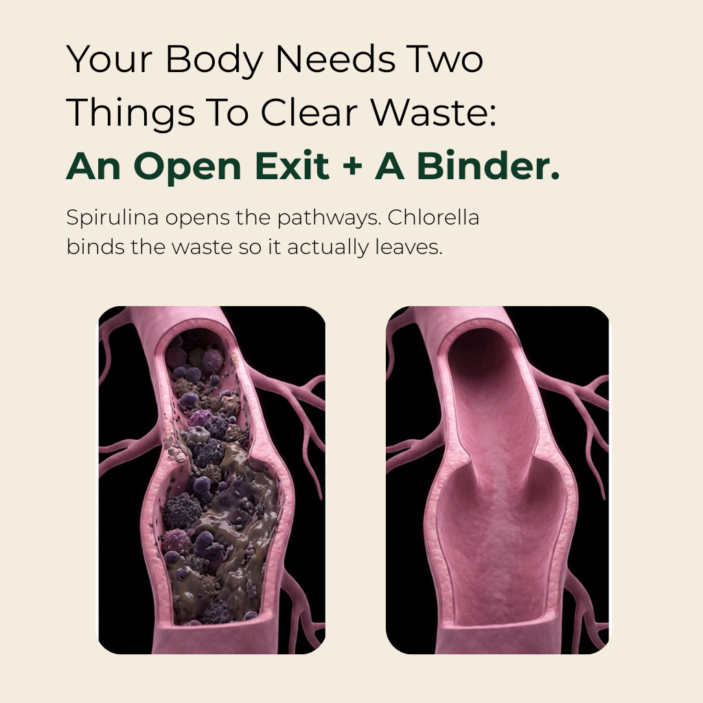 Formel med maksimal potention - Cellulare rensende spirulina-tabletter fra AVIV™